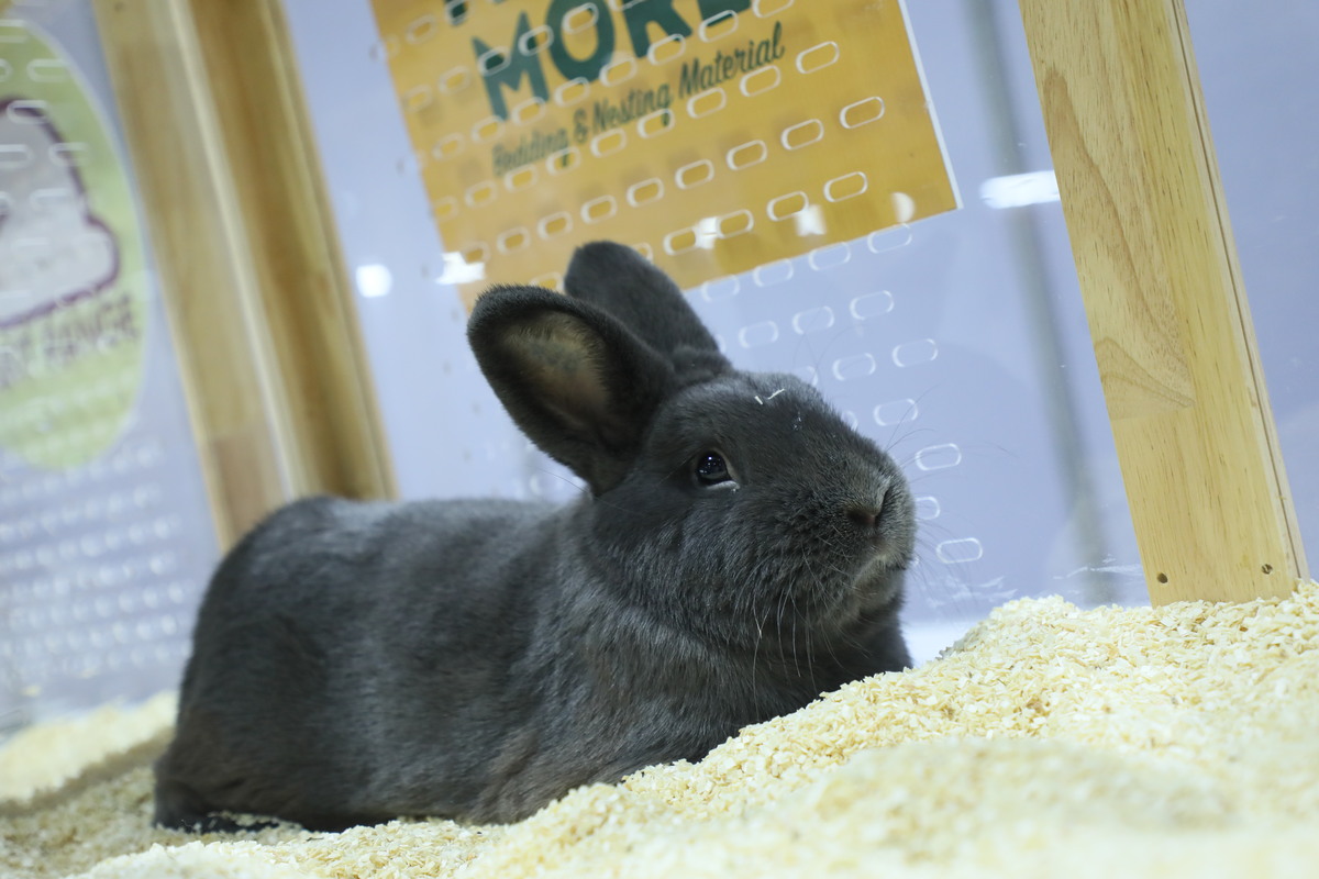 https://www.acnews.net/userfiles/Blue%20Holicer%20Rabbit.jpg