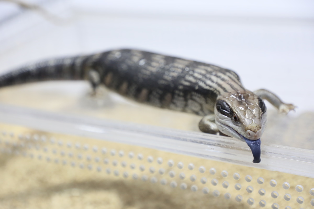 https://www.acnews.net/userfiles/Blue%20Tongue%20Skink.jpg