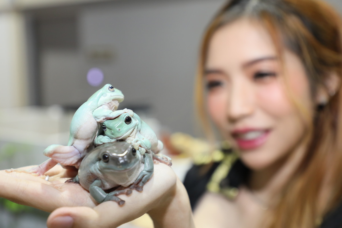 https://www.acnews.net/userfiles/Blue%20tree%20frog.jpg